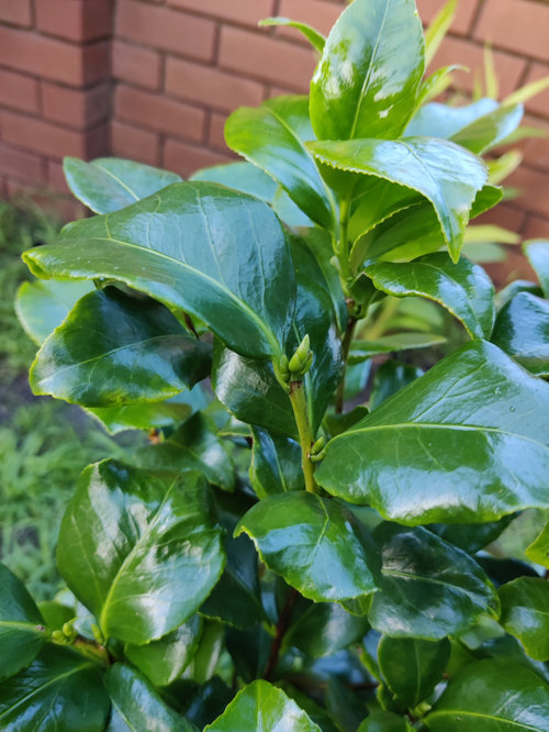 Is this a camellia? Looking to move it
