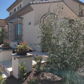 the Young Olive Tree