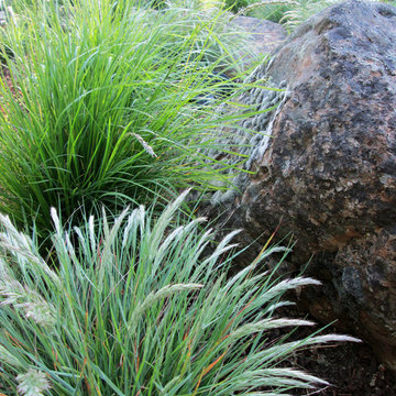Willow Glen, San Jose - Boulders & Grasses