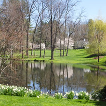 Landscaping Ideas- Daffodils