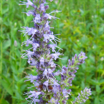 Great Design Plant: Anise Hyssop - A Treat for Black Licorice Lovers