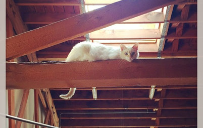 43 Photos That Show How Cats Spent Their Sunny Days