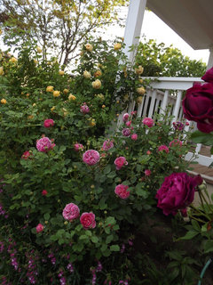 Boscobel rose - do you grow it?