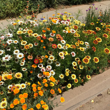 Southwestern Plants