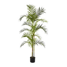 Hallway plant