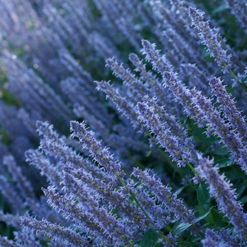 Agastache "Blue Fortune"