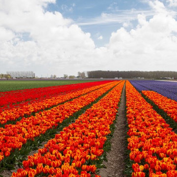 Keukenhof: World's Largest Bulb Garden