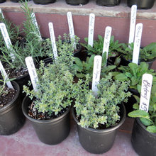 Plants and herbs