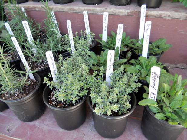 que planter dans son jardin en decembre