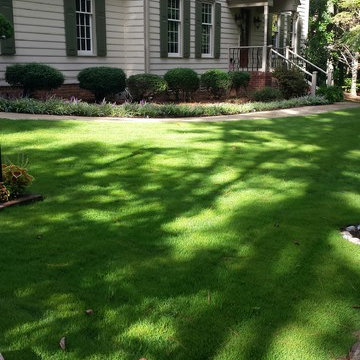 Emerald Zoysia in Dappled Shade