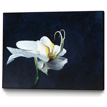 "Phalaenopsis blanc" CF Print, 20"x16"
