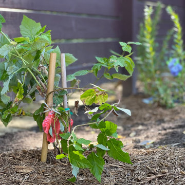 Backyard project