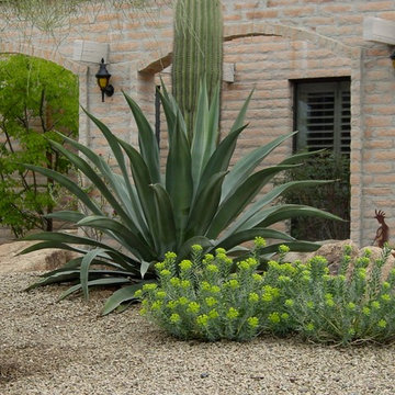 Southwestern Plants