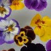 Jane Woudenberg's photo