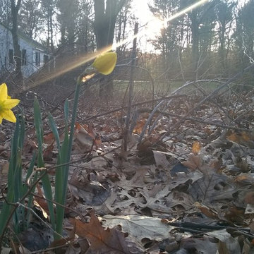 Daffodil at sunset (ID by floral_uk) 1Y-YYY