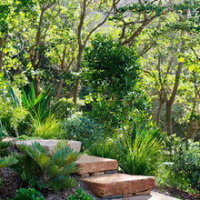 Garden/Landscape Ideas