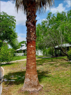 How to Clean a Palm Tree Trunk: Sparkle Up Your Oasis!