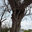 Scott's Stump Grinding and Tree Service