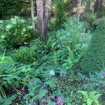 Woodland Meets Backyard