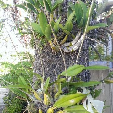 Orchid growing on tree