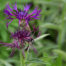What is in our garden
