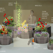 garden veggie plans