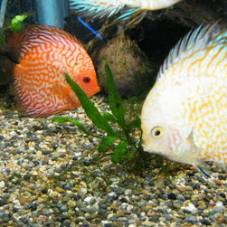 Fresh water and marine fish - Products