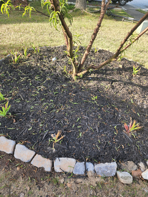 Why is my peach tree failing