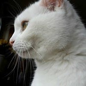 Marie Anick's photo