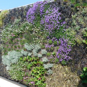 Jardin et murs végétalisés