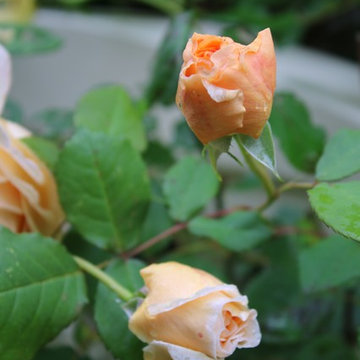 Rosebrook Garden 2017 Garden Tour