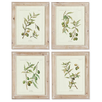Framed Olive Leaf Botanical Prints, Set of 4