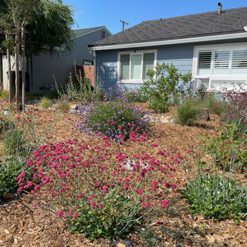 California Native Plants- Front and Back Yard Design