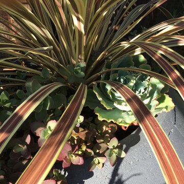 Relaxing & outdoor dining - San Jose