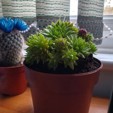Succulents x