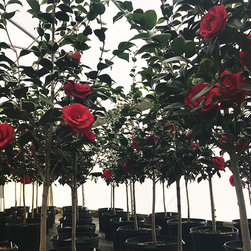 Current Featured Plants - Products