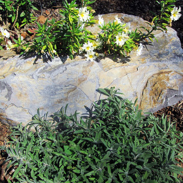 Shank Residence - Front Yard - Almaden, San Jose, California