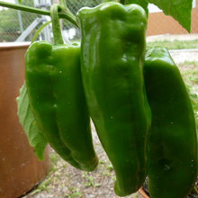 plants