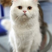Kenny Khor's photo