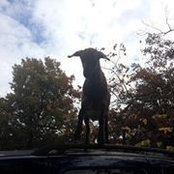 Jessi Crumb's photo