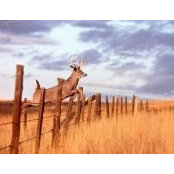 Tim Saari's photo