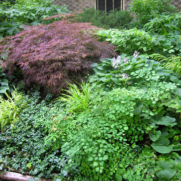 Shade garden | Artistry Landscaping Design