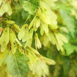 Maple Leaves - Prints And Posters