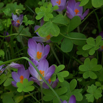 Crochi inselvatichiti in campo di oxalis