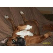 Sara Lee Boxer's photo