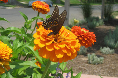 This is an example of a contemporary landscaping in Denver.