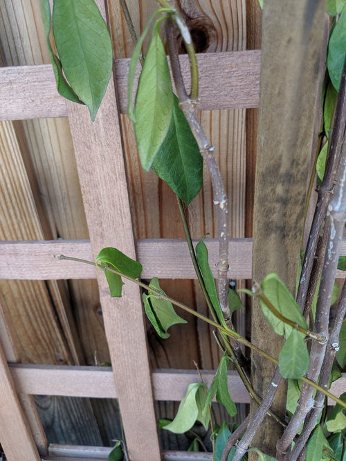 Star Jasmine drooping leaves