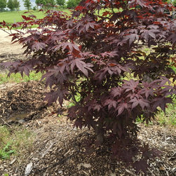 Misc. Trees - Products