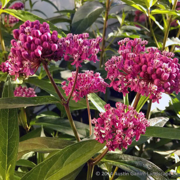 Plant Ideas & Colorful Combinations