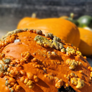 Fall Preview